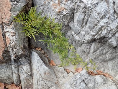 Lygodium venustum, photographed by Tsssss