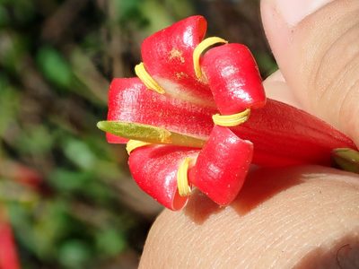Augusta longifolia, photographed by Tsssss