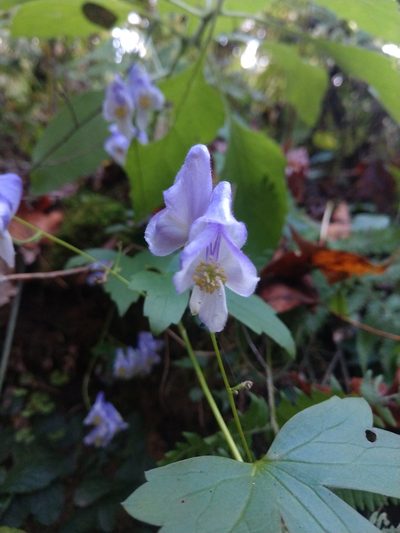 Aconitum uncinatum, photographed by Sam Taylor