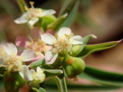 Euphorbia potentilloides, photographed by Tsssss