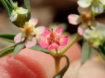 Euphorbia potentilloides, photographed by Tsssss