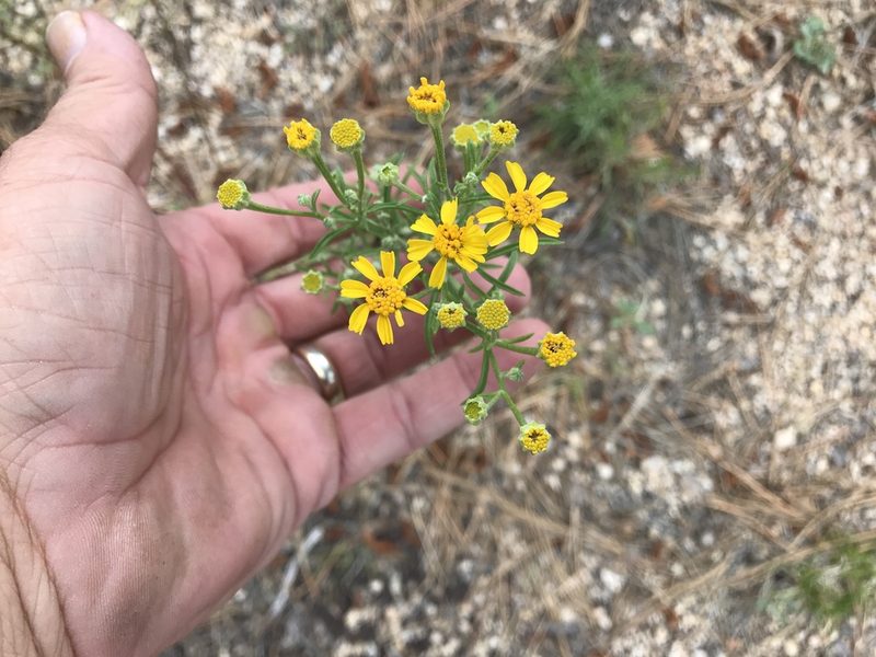 Hymenoxys rusbyi, photographed by CK2AZ