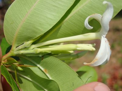 Hancornia speciosa, photographed by Tsssss
