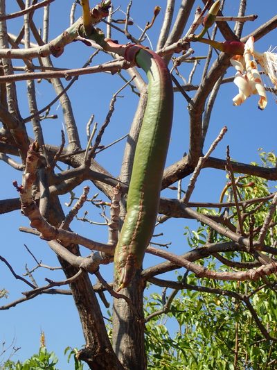 Pseudobombax longiflorum, photographed by Tsssss