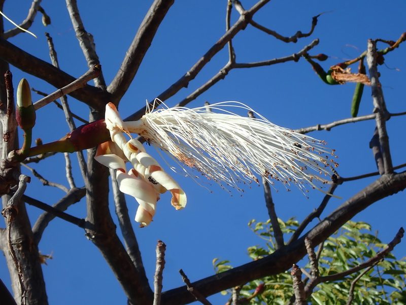 Pseudobombax longiflorum, photographed by Tsssss