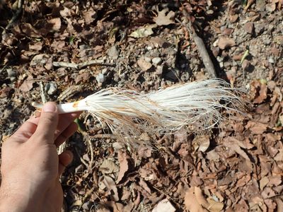 Pseudobombax longiflorum, photographed by Tsssss
