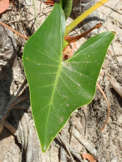 Philodendron uliginosum, photographed by Tsssss