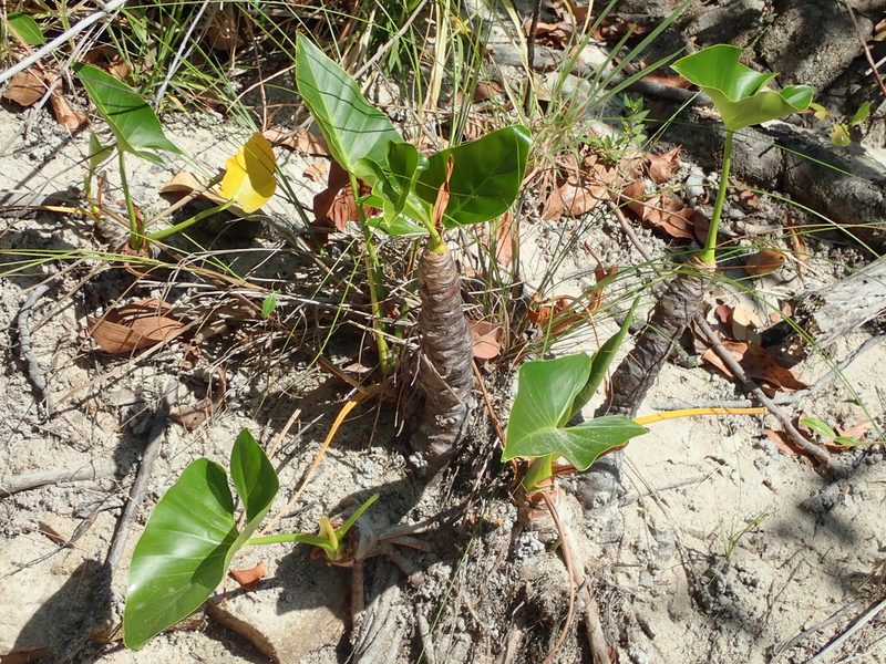 Philodendron uliginosum, photographed by Tsssss