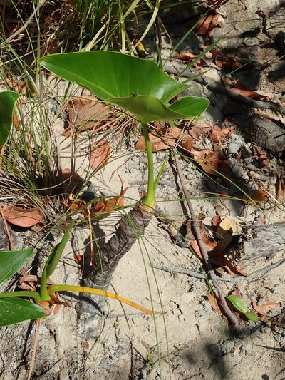 Philodendron uliginosum, photographed by Tsssss