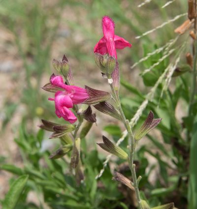 Salvia microphylla, photographed by Don Loarie