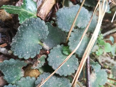 Saxifraga hirsuta, photographed by Guillaume Delaitre