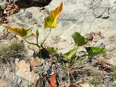 Philodendron uliginosum, photographed by Tsssss