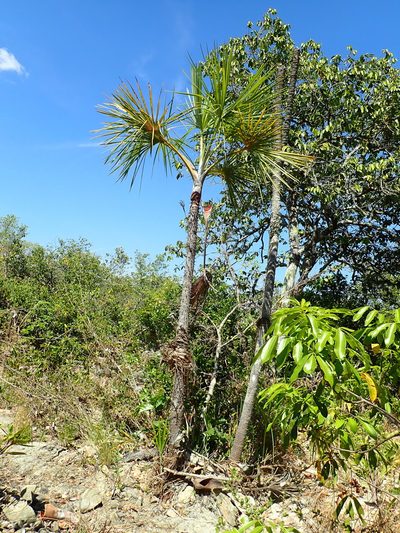 Mauritiella armata, photographed by Tsssss