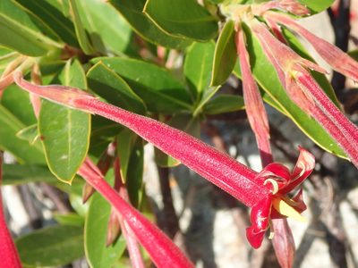 Augusta longifolia, photographed by Tsssss