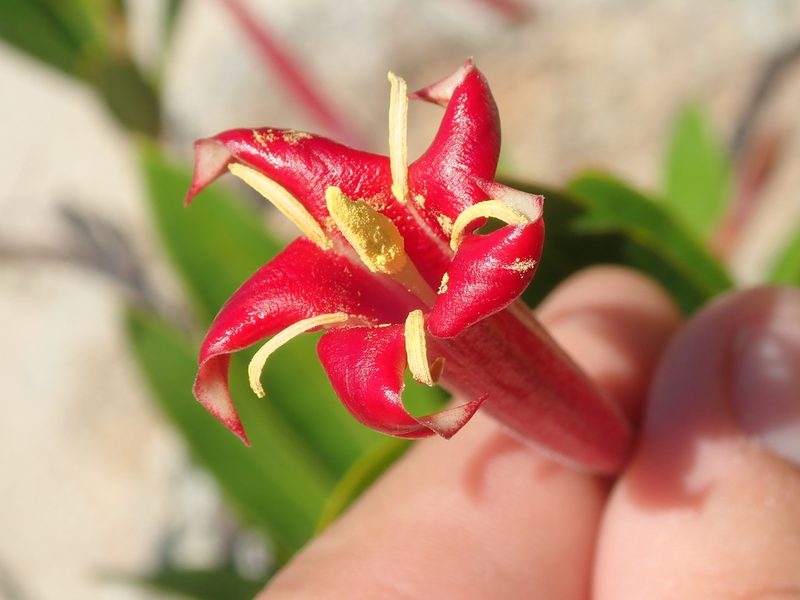 Augusta longifolia, photographed by Tsssss