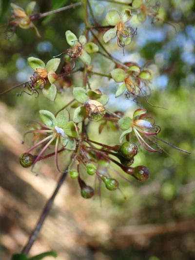 Hirtella gracilipes, photographed by Tsssss