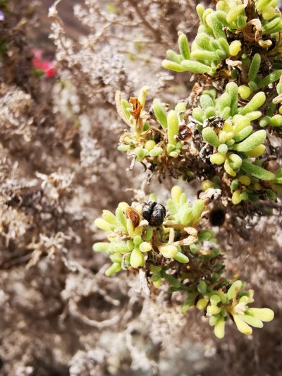 Nolana ramosissima, photographed by Aira Francisca Faúndez Fallau