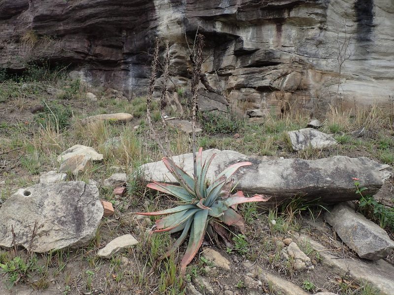 Aloe suprafoliata, photographed by Mahomed Desai