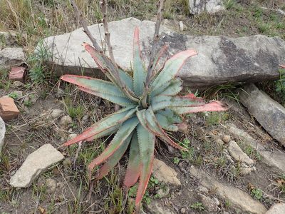 Aloe suprafoliata, photographed by Mahomed Desai