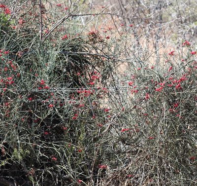 Cadaba aphylla, photographed by Dave Brown