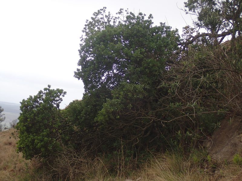 Myrica pilulifera, photographed by Mahomed Desai