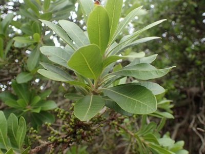 Myrica pilulifera, photographed by Mahomed Desai