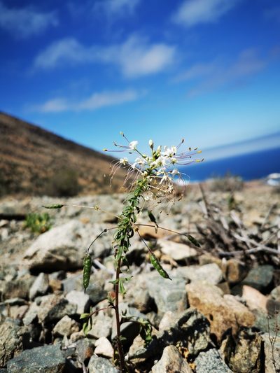 Cleome chilensis, photographed by Aira Francisca Faúndez Fallau