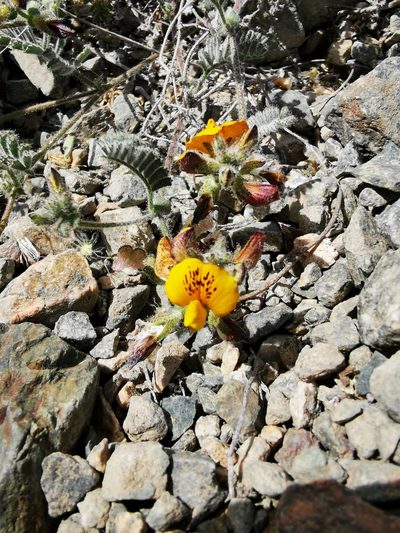 Adesmia eremophila, photographed by Aira Francisca Faúndez Fallau