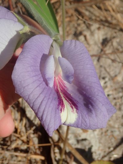 Clitoria guianensis, photographed by Tsssss