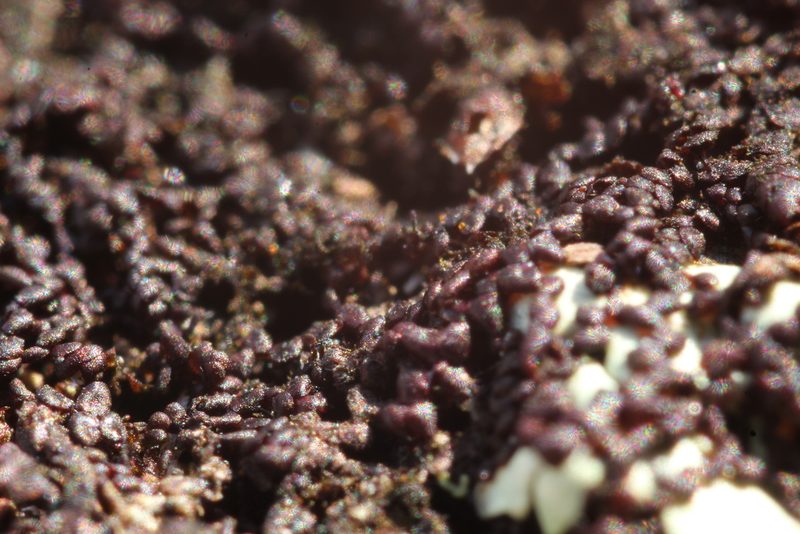 Frullania pentapleura, photographed by Em Lamond