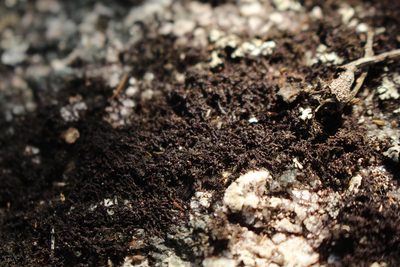 Frullania pentapleura, photographed by Em Lamond