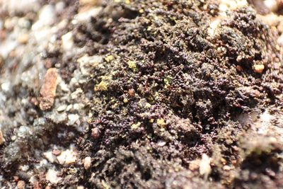 Frullania pentapleura, photographed by Em Lamond