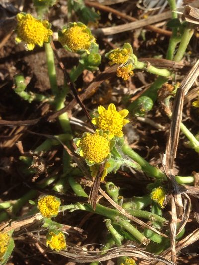 Lasthenia maritima, photographed by Adam J. Searcy