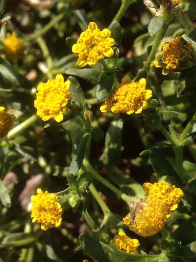 Lasthenia maritima, photographed by Adam J. Searcy