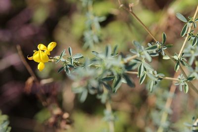 Adenocarpus complicatus, photographed by Olivier Argagnon