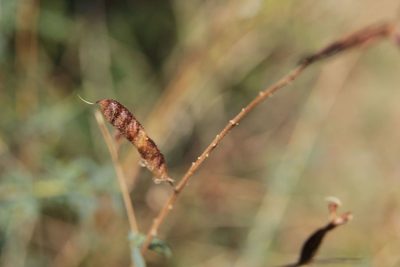 Adenocarpus complicatus, photographed by Olivier Argagnon