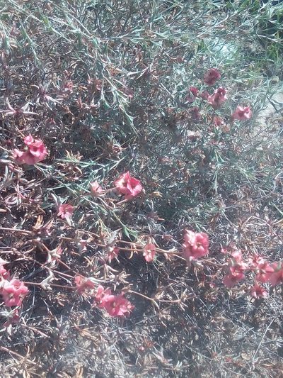 Pyankovia brachiata, photographed by Михаил Орлов