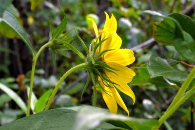 Helianthus giganteus, photographed by davecz2