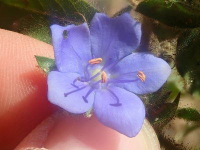 Hydrolea spinosa, photographed by Tsssss