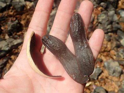 Amburana cearensis