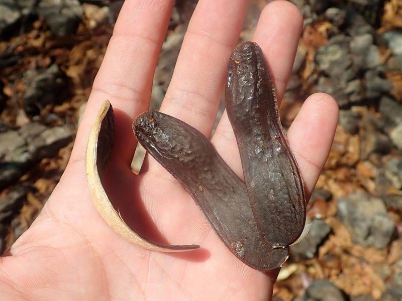 Amburana cearensis, photographed by Tsssss