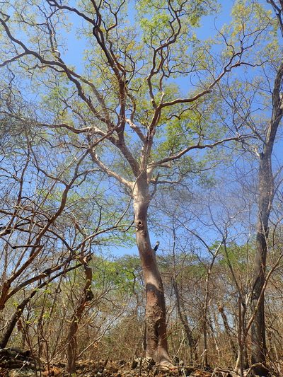Amburana cearensis, photographed by Tsssss