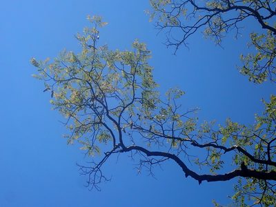 Amburana cearensis, photographed by Tsssss
