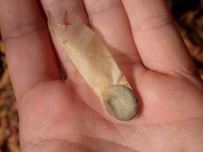 Amburana cearensis, photographed by Tsssss