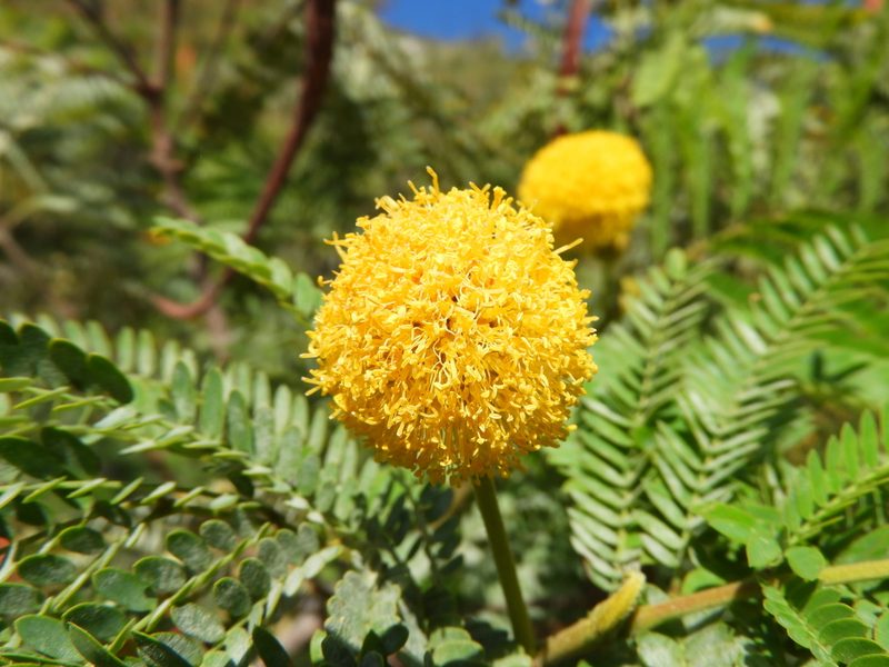 Leucaena greggii, photographed by Leticia Jiménez Hernández