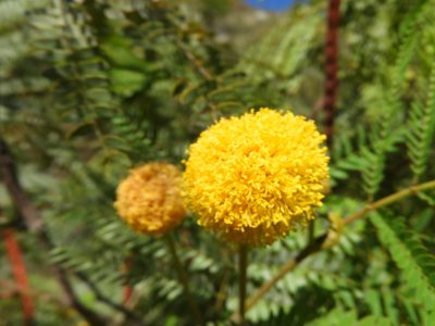 Leucaena greggii, photographed by Leticia Jiménez Hernández