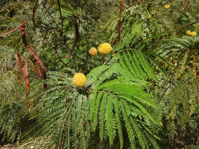 Leucaena greggii, photographed by Leticia Jiménez Hernández