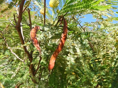 Leucaena greggii, photographed by Leticia Jiménez Hernández