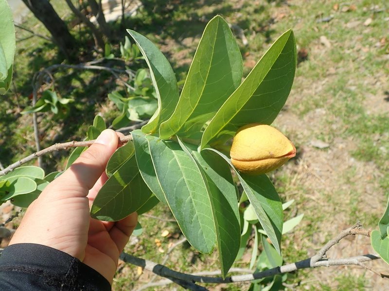 Annona aurantiaca, photographed by Tsssss