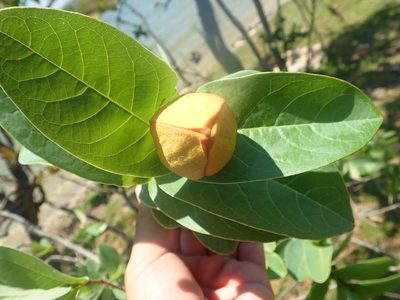 Annona aurantiaca, photographed by Tsssss